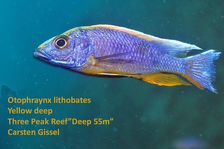 Otopharynx lithobates 'Three Peaks Reef'